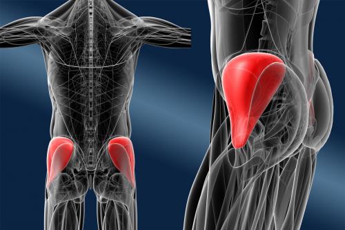 Какие мышечные группы задействуются при разделении ягодиц и задней части бедер. // Средняя ягодичная мышца — где находится?