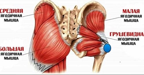 Какие упражнения помогают четко отделить ягодицы от задней части бедер. Упражнение, что бы четко отделить ягодицы от задней части бедер
