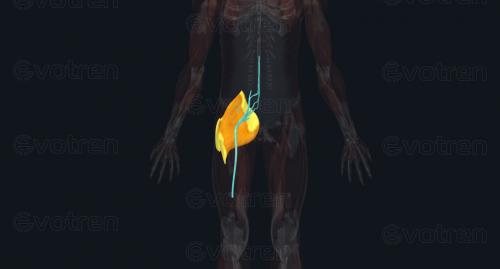 Техника растяжения ягодичных мышц