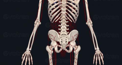 Что такое ягодичные мышцы и для чего они нужны. Общее описание большой ягодичной мышцы.