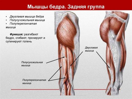 Упражнение №4: Приседания на скамье