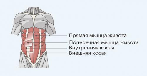 Как можно разнообразить домашний тренинг пресса. Распределение нагрузки