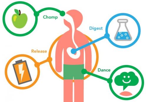 Влияют ли препараты для ускорения метаболизма на общее здоровье организма. Что такое метаболизм?