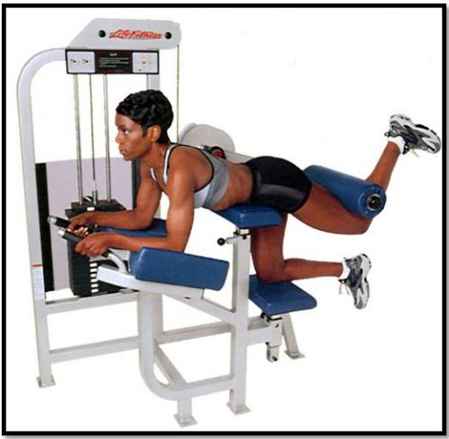 Какие группы мышц лучше всего работать в тренажерном зале для девушек. Упражнения для девушек в тренажерном зале: основные тренажеры